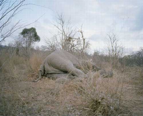 Xác[-]con[-]voi[-]nằm[-]chết[-]ở[-]công[-]viên[-]quốc[-]gia[-]Gonarezhou,[-]Zimbabwe.